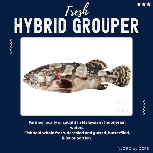 Fresh Hybrid Grouper 900G