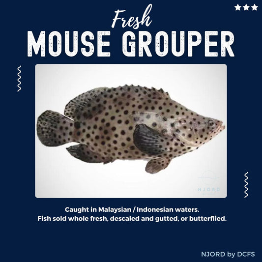 Fresh Mouse Grouper 900G