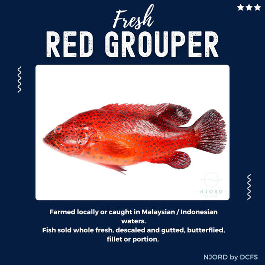 Fresh Frozen Red Grouper 800G-1KG