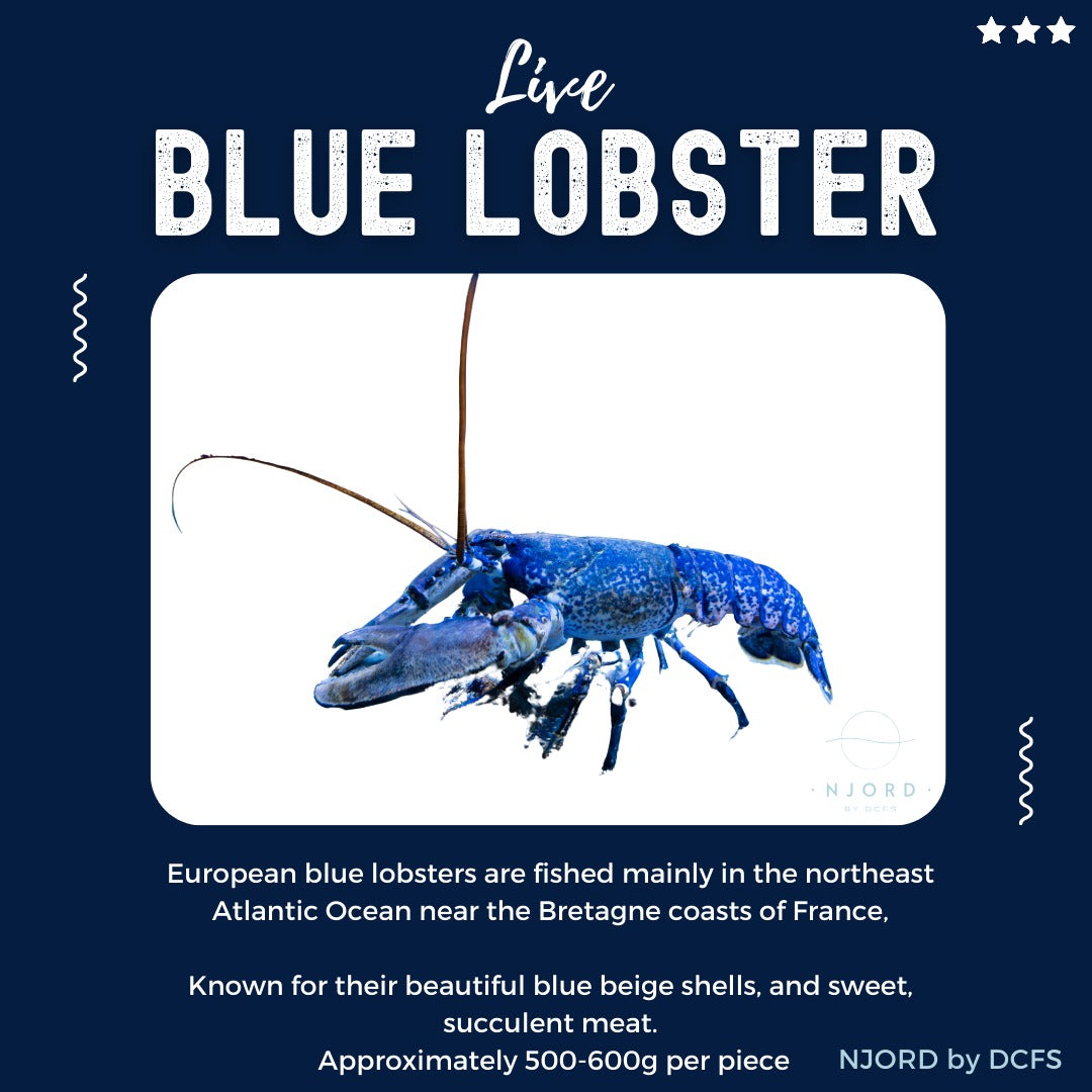 Live Blue Lobster 500G